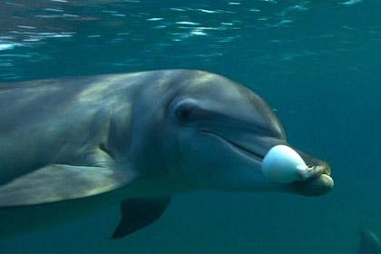 Дельфины подсели на иглобрюхов