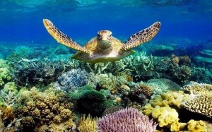 Жизнь и смерть коралловых рифов